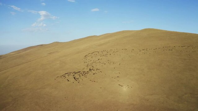Aerial view of herd of sheep in Igdir. 4K footage in Turkey
