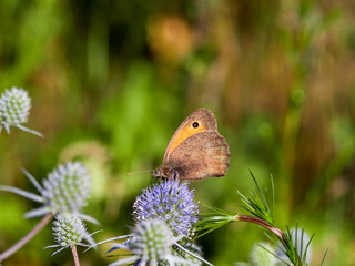 Butterfly close-up on a flower