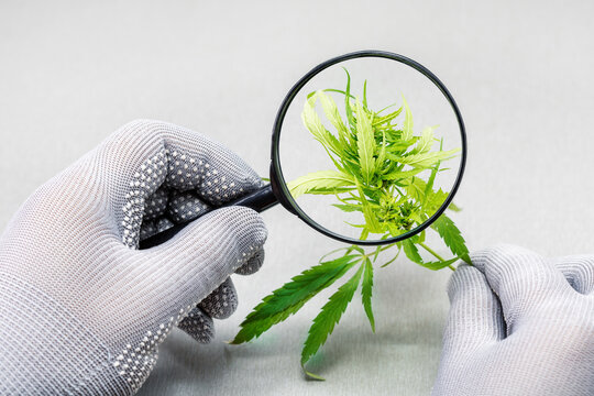 Hand of holding magnifying glass looking at cannabis leaf. Research and Analysis Cannabis.