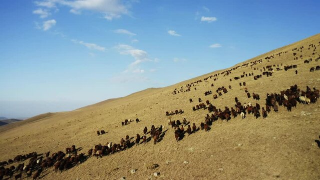Aerial view of herd of sheep in Igdir. 4K footage in Turkey