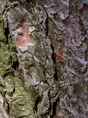 Dark old wooden table texture background top view