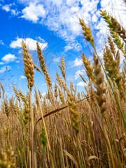 Golden ripe ears of wheat in field during summer, warm day