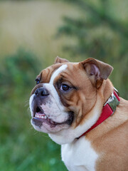Fototapeta premium Funny english bulldog puppy playing in the park