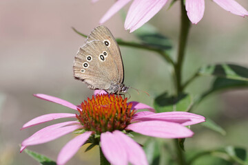 Der Schmetterling Brauner Waldvogel sitzt auf der Blüte vom Sonnenhut