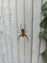 spider climbs on the web