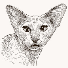 Hand drawing of purebred cat sphynx
