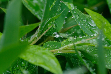 雨の日に笹の葉にたくさんの水玉が付く