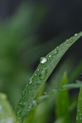 雨の日に笹の葉にたくさんの水玉が付く