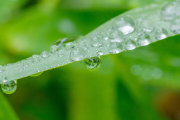 雨の日に笹の葉にたくさんの水玉が付く
