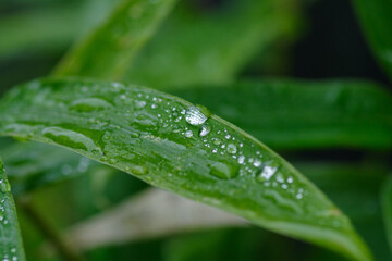 雨の日に笹の葉にたくさんの水玉が付く