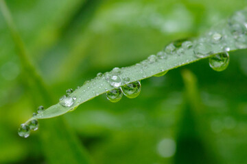 雨の日に笹の葉にたくさんの水玉が付く