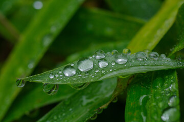 雨の日に笹の葉にたくさんの水玉が付く