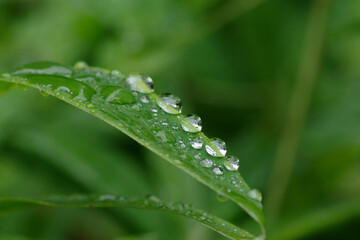 雨の日に笹の葉にたくさんの水玉が付く