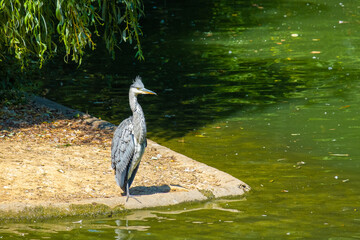 Great heron