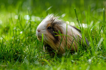 ein meerschweinchen sitzt im grünen gras