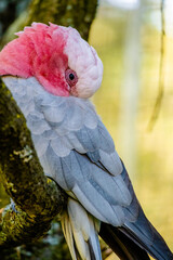 close up of a parrot