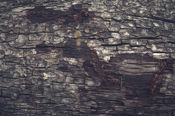 Rough dirty old tree bark for background use. Dirty wallpaper.