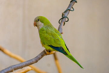 green winged macaw