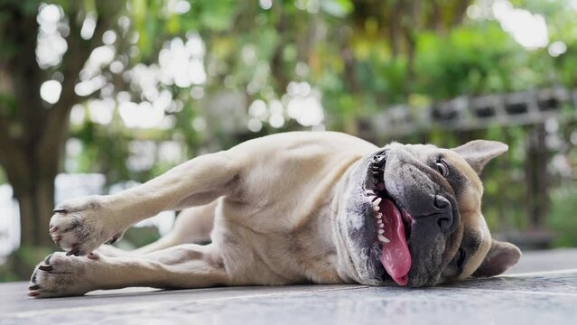 Panting dog with tongue sticking out lying on the floor.