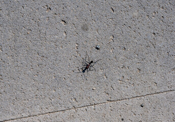 large black ant on a gray surface during the day