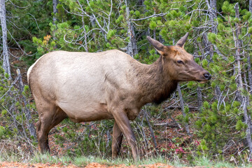 Elk or Wapiti, Cervus canadensis, by the roadside