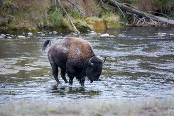 American bison crossing a river in Yellowstone National Park