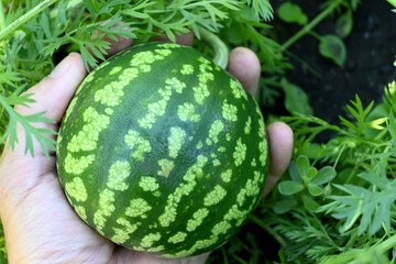 a small watermelon in the palm of a man's hand
