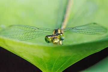 dragonfly