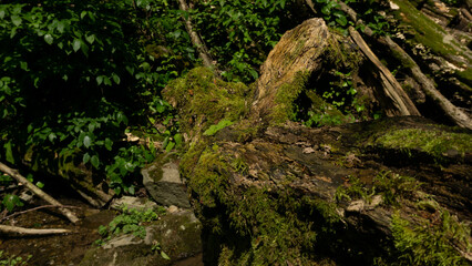 An old fallen tree covered with moss lies in a forest surrounded by shrubs. Sochi, Russia.