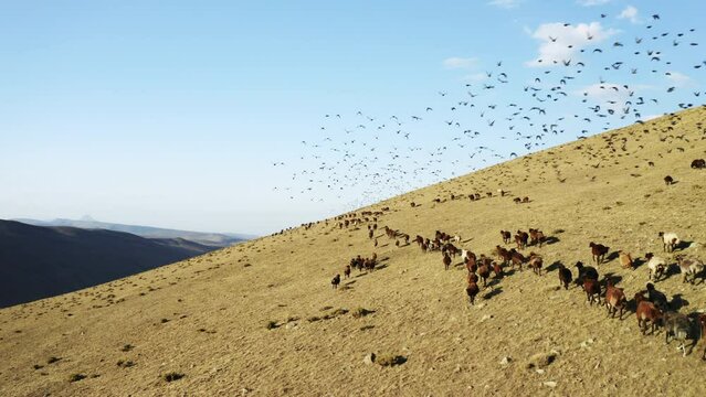 Aerial view of herd of sheep in Igdir. 4K footage in Turkey