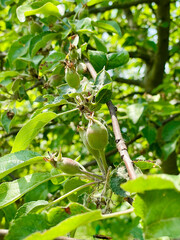 an apple tree in the early stage of fruiting