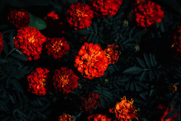 Flowers on black