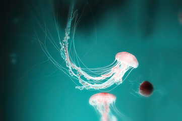 Large delicate pink jellyfish floats deep in the turquoise sea water. Dangerous animals and...