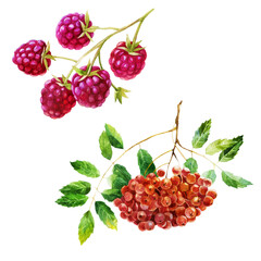 Watercolor illustration, set. Raspberries, raspberries on a branch, rowan.