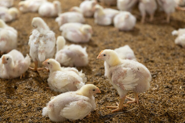 Poultry meat farming ,Chickens in close farm, temperature and light control , Thailand.
