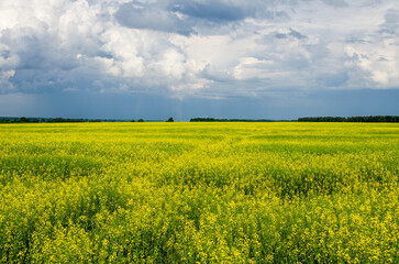 Fototapeta premium Blooming rapeseed field and cloudy sky. Summer warm day in the village.