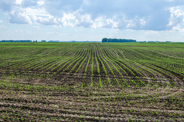 Fototapeta na wymiar Rows of young corn shoots on a cornfield. The field of young corn.