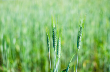 A barley plant is growing from which then grain will be produced from which flour will be produced.