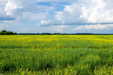 Spring rural landscape with flowering canola field on a sunny day.