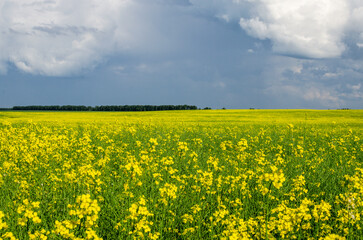 Obraz premium Yellow rapeseed field in July