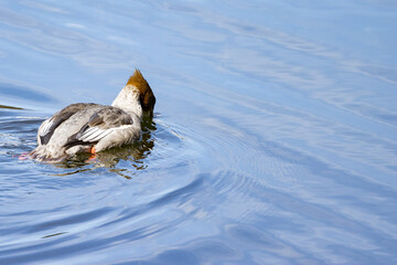 Female Red-Breasted Merganser,Milltersager,Tukkakoselo.A large, slim, and long-bodied diving duck with a fairly long neck and a long, thin, serrated bill,,Norrland,Skellefteå,Sweden,scandinavia,Europe