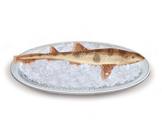 grande rousslette,  poisson, plateau, glace pilé, fraîcheur, frais, pêche, aliment, mer, animal, ailette, sain, queue, fond blanc, attraper, repas, cuisiner, plat, viande