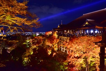 Fototapeta premium 秋の京都 清水寺ライトアップ