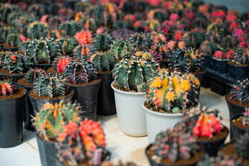 Fototapeta na wymiar cactus greenhouse, closeup shot