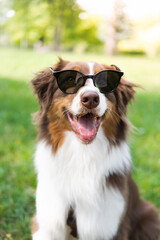 Portrait of an australian shepherd in sunglasses against green grass. Aussie posing with eye glasses, copy space, dog park scene