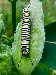 Striped Monarch Caterpillar on leaf