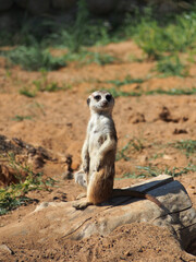 Meerkats, mongoose family, colony life, close-up. The diversity of the animal world, mammals living on the planet.