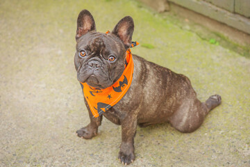 French bulldog in the yard. A dog in an orange bandana for Halloween.