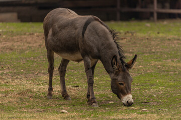 Naklejka na ściany i meble Dark gray donkey on green grass in cloudy summer day