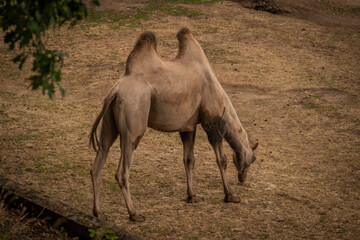 Brown camel on dirty floor in dark summer hot day